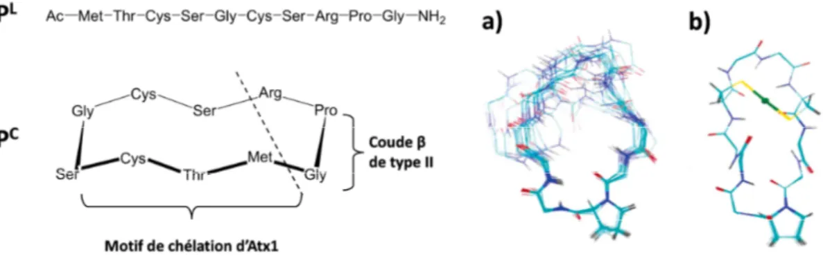 Figure 11 : Peptides modèles P L  et P C  inspirés de la métallochaperonne Atx1 proposés par Delangle et al