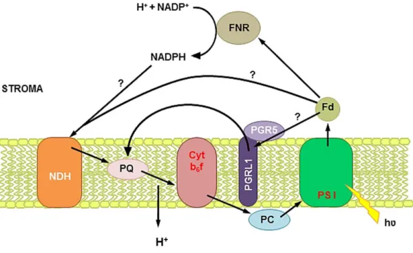 Figure 2: Cyclic electron flow around photosystem I in plants.  Electrons from photosystem  I  (PSI)  are  recycled  through  ferredoxin  (Fd)  and  reduce  the  plastoquinone  (PQ)  pool  without  net  NADPH  production