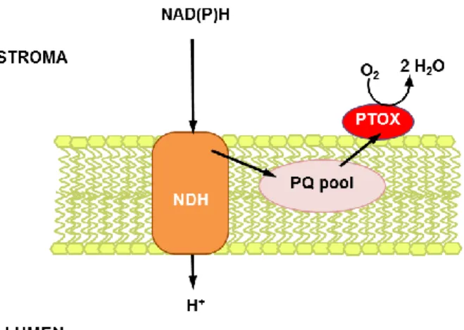 Figure  3:  Chlororespiration  in  plants.  The  NAD(P)H  dehydrogenase  (NDH)  complex  reduces the PQ pool at the expense of NAD(P)H and transfers protons into the lumen