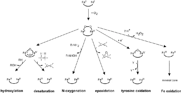 Figure  6:  Different  possibilities  for  the  reaction  following  the  formation  of  the  peroxo-Fe 2 III