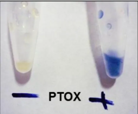 Figure 10: Oxidation of menadiol by PTOX.  