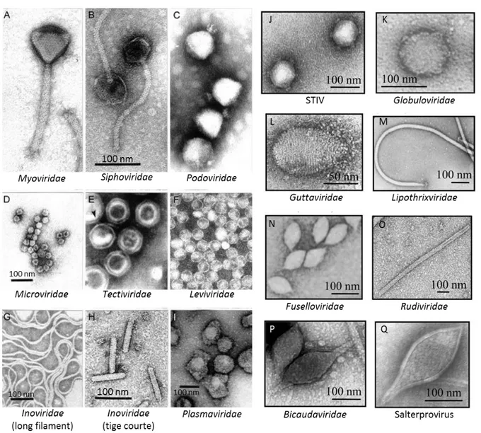 Figure 2 : Images de microscopie électronique représentant plusieurs familles de phages (A-I) et virus d’archées (J-Q)