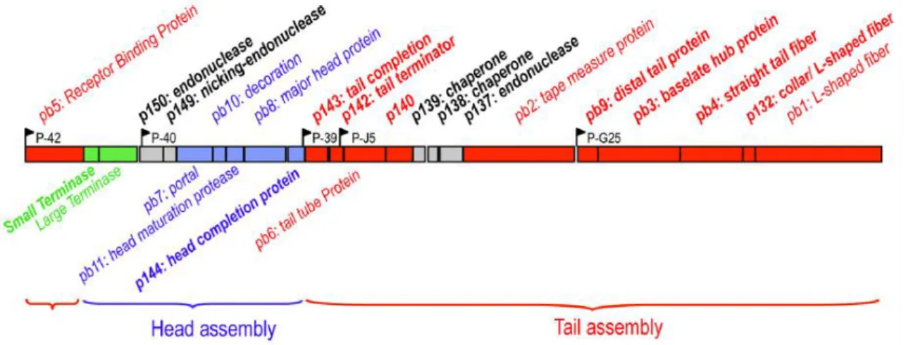 Figure 4 : Gènes codant pour les protéines de structure du phage T5. 