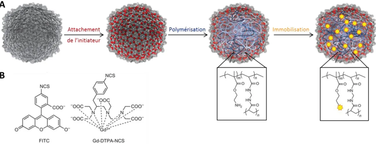 Figure 19 : Immobilisation de composés d'intérêt sur un polymère synthétisé dans la capside de P22