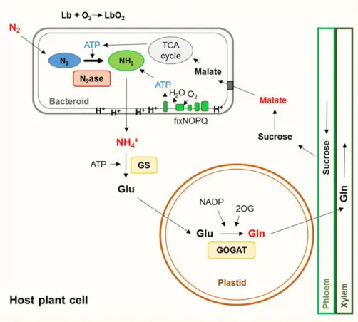 Figure 2. Schematic representation of metabolite exchange between the bacterial symbiont and  the  host  plant  cell  during  nitrogen-fixing  symbiosis