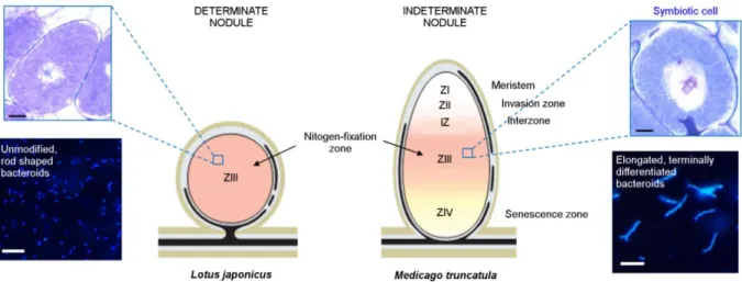 Figure  3.  Differences  between  determinate  and  indeterminate  nodules  of  two  model  legumes  (modified from Kondorosi et al