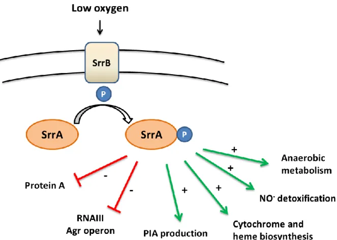Figure 3: Model of SrrAB system. PIA: Polysaccharide intercellular adhesin production