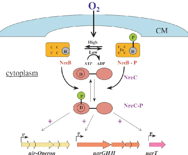 Figure 4:  Model for the NreBC sensor and regulation system in staphylococci.  