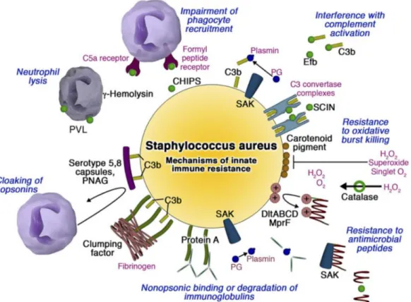 Figure  8:  Mechanisms  by  which  S.  aureus  subverts  host  innate  immune  defense