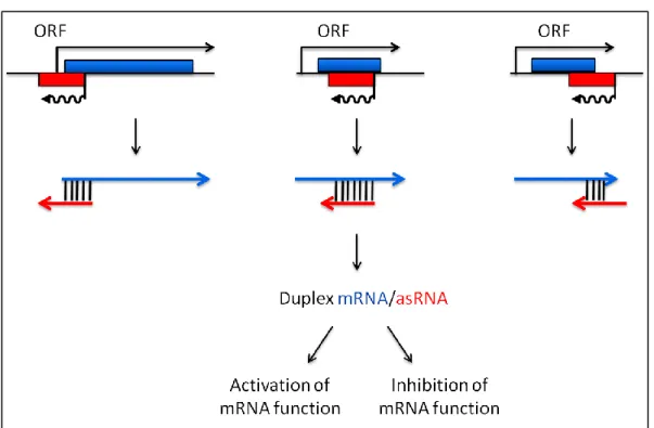 Figure 11: Example of cis-encoded antisense RNAs (asRNAs). mRNAs in blue, asRNAs in red