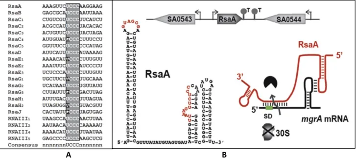 Figure 14: C-rich box conserved motif in S. aureus sRNAs and an example of example sRNA/mRNA base  pairing