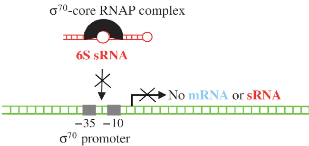 Figure  17:  RNA  polymerase  interacts  with  6S  sRNA  in  E.coli.  RNA  synthesis  by  the  “ 70 –core  RNA  polymerase”  complex  (black)