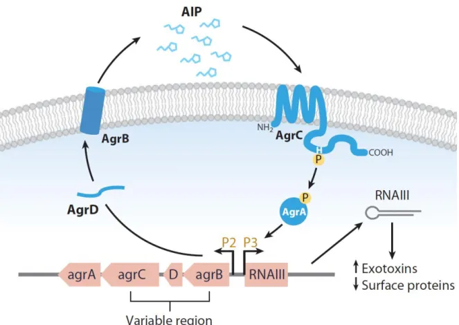 Figure  18:  The  accessory  gene  regulator  (agr)  quorum  sensing  system  of  S.  aureus
