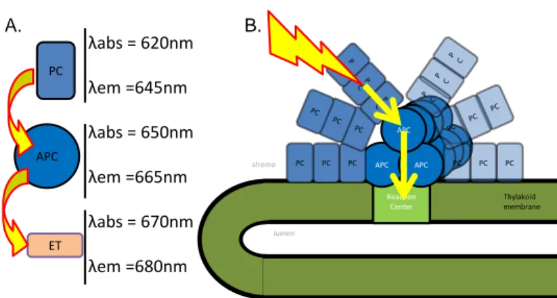 Figure 1.6 – Le PBs est l’antenne collectrice de lumière chez les cyanobactéries.