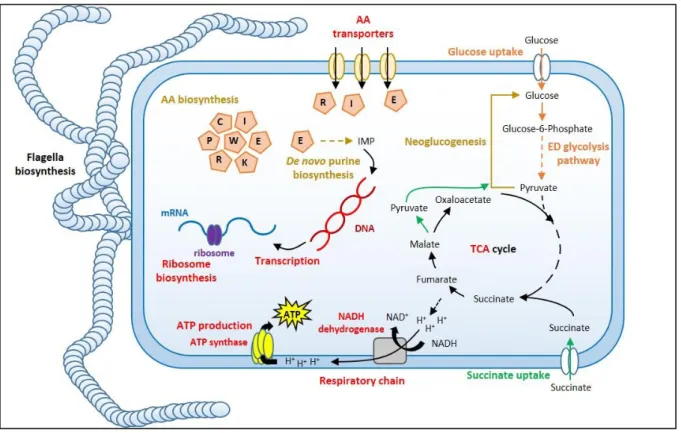 Figure 37: Overview of the main essential cellular pathways and specific pathways for  glucose or succinate exploitation identified in B