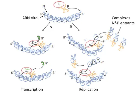 Figure 9.Schéma de la transcription et de la réplication du virus de la rage. 