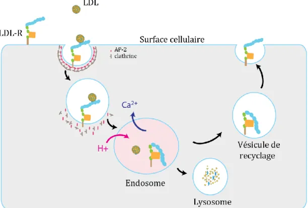 Figure 16. Cycle du LDL Récepteur dans l'homéostasie du cholestérol