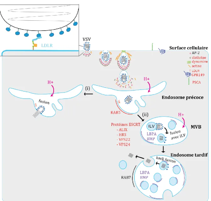 Figure 19. Voies proposées pour l'entrée du VSV dans la cellule hôte. 