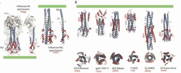 Figure 22. Protéines de fusion de classe I. 