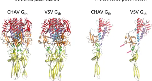 Figure 30. Différences structurales entre les G de VSV et CHAV sous conformation post-fusion