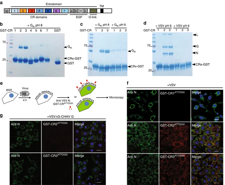 Fig. 1 VSV G interacts speci ﬁ cally with CR2 and CR3 in its pre-fusion conformation. a Scheme of the modular organization of the LDL-R indicating the 7 CR modules (1 – 7), the 3 EGF repeats (a,b and c) , the seven-bladed β -propeller domain ( β ) of the e