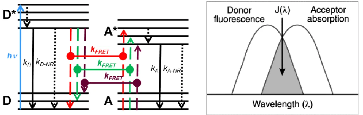Figure 2.3. (Left) Simplified Jablonski diagram representing the energy levels of the donor (D)  and  acceptor  (A)  molecules