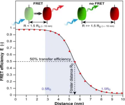 Figure 2.5.  FRET efficiency 