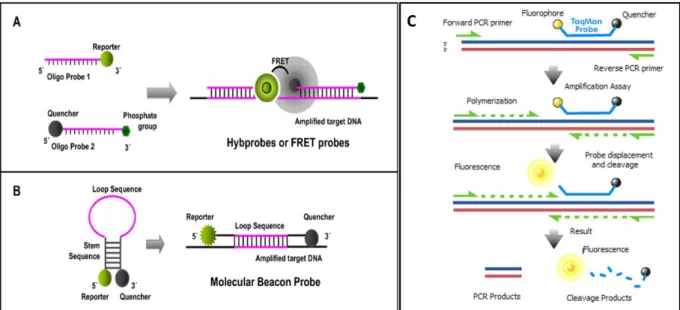 Figure 2.7. Designs of FRET probes for hybridization detection and TaqMan qPCR. (Reference  [68], copyright 2015 Elsevier Publisher and Wikipedia) 