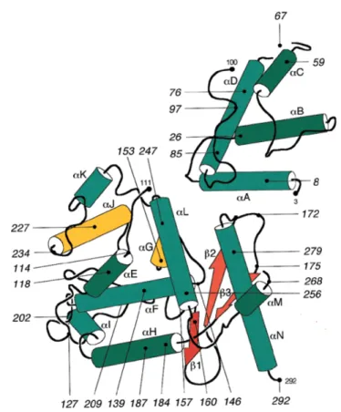 Figure 1.12 – Localisation des insertions du pentapeptide dans la protéine XerD de S.typhimurium 