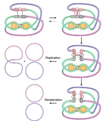 Figure 1.22 – Le filtre topologique contrôle la catalyse de Xer pour la résolution des dimères de plasmides : Représentation  sché-matique du filtre topologique exercé par PepA (P) et ArgR ou ArcA (A) lors de la PMR