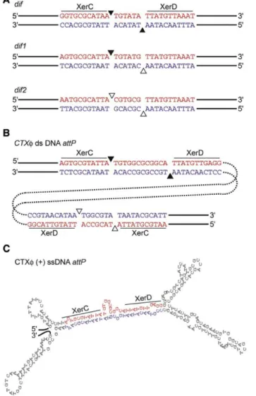 Figure 1.26 – Le repliement en épingle à cheveux de l’ADN simple brin de CTX forme un site attP CT X fonctionnel et utilisé pour l’intégration via XerCD