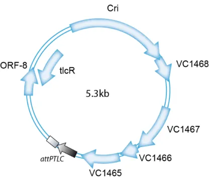 Figure 1.32 – Représentation schématique du génome du phage satellite TLCφ. Les flèches indiquent de manière qualitative la position et l’orientation des ORFs