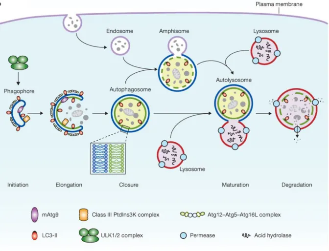 Figure 2. Autophagy process and its core machinery in mammalian cells  Mammalian autophagy starts with  phagophore formation, and then the double membrane structure elongates until its closure