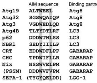 Table 1. The Sequence alignment and binding partner of the reported autophagy receptors   (Noda, Ohsumi et al