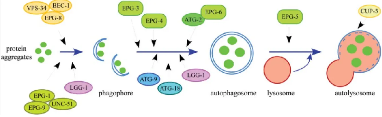 Figure 8. The hierarchical order of autophagy genes in the aggrephagy pathway EPG-8 is predicted to be the  Atg14 homologue and functions in the initiation step of aggrephagy