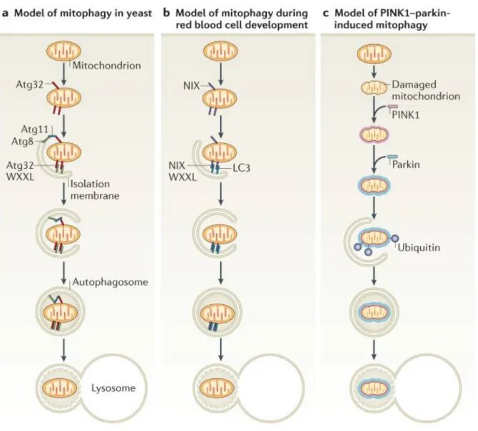 Figure  9.  Different  types  of  mitophagy  in  yeast  and  mammals  In yeast, an outer mitochondrial membrane  protein Atg32 can act as an autophagy receptor which possesses an Atg8 interacting motif WXXL, leading to  the  specific  recognization  of  mi