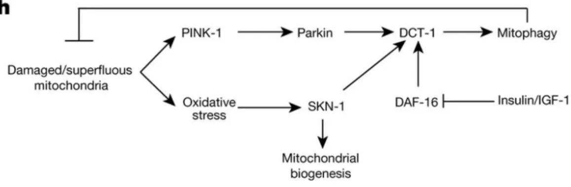 Figure  11.    Cooperated  pathways  of  mitochondrial  biogenesis  and  mitophagy  Under  stress  condition,  PINK1/Parkin  pathway  mediates  the  activation  of  DCT-1,  which  is  the  mitophagy  receptor  required  for  selective elimination of damage