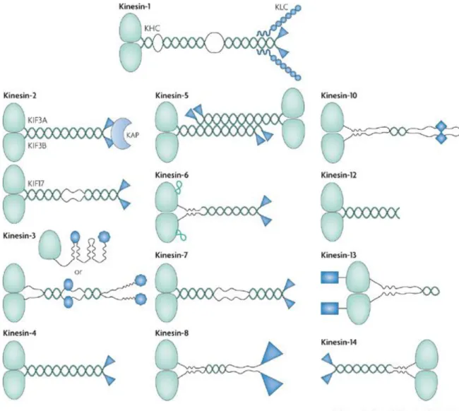 Figure 2.1 Members of the kinesin superfamily (Verhey and Hammond 2009). 