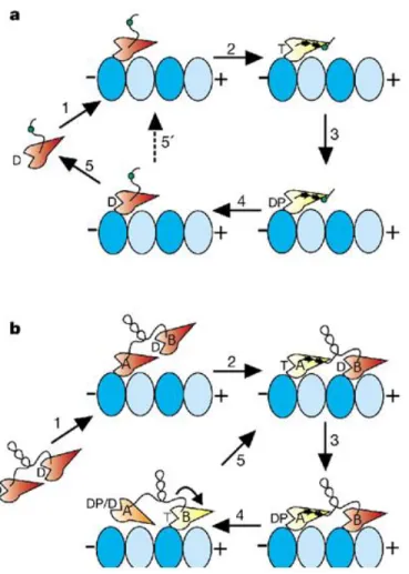 Figure 3.5  Kinesin-1 monomers and processive dimers’ motility models (Rice et al. 