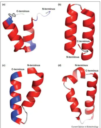 Figure 6 : Représentation cartoon des quatre principaux motifs structuraux répétés. Darpin basée sur le  motif Ankyrine (code pdb 2XEE) (a)
