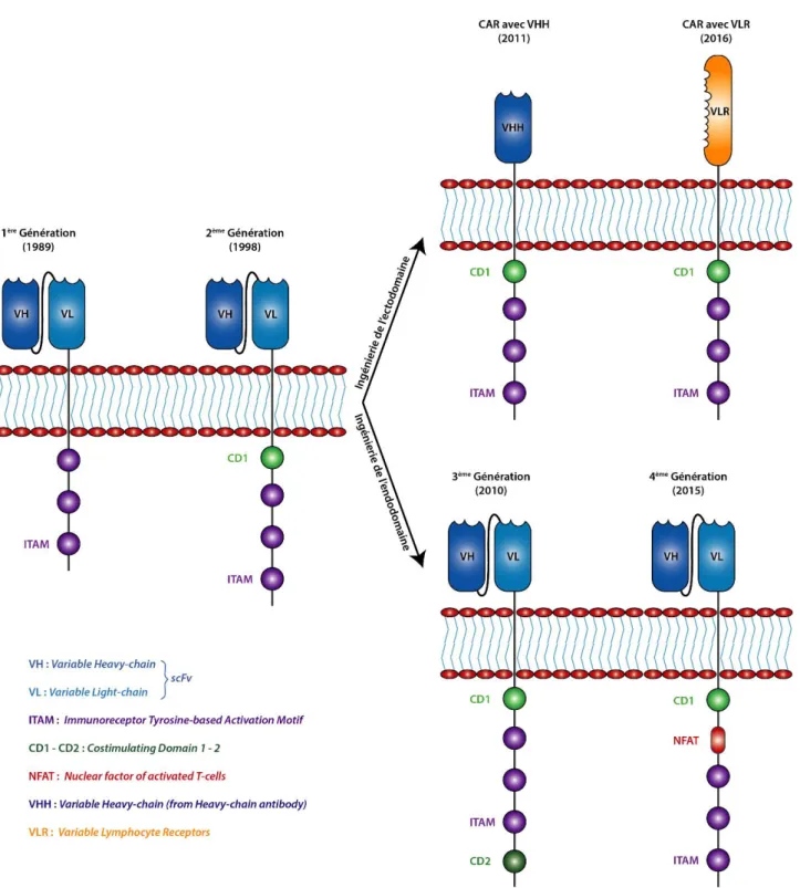 Figure 10 : Évolution des récepteurs antigéniques chimériques (CAR) au cours des dernières années