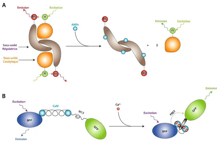 Figure 12 : Deux biosenseurs basés sur le FRET mais dont le principe varie. (A) Bio senseur d'AMPc basé  sur la régulation de la Protéine Kinase A