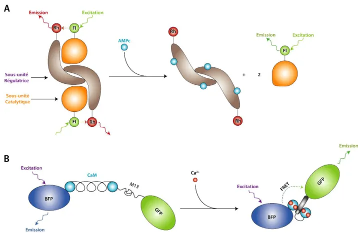 Figure 12 : Deux biosenseurs basés sur le FRET mais dont le principe varie. (A) Bio senseur d'AMPc basé  sur la régulation de la Protéine Kinase A