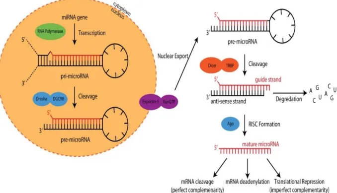 Figure  2.1  MiRNA  biogenesis  process  starts  with  transcription  in  the  nucleus  and  ends  with  affecting  gene  translation  in  the  cytoplasm