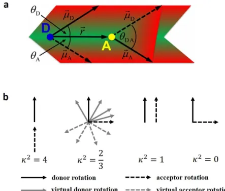 Figure 2.7  a.  The orientation of donor emission transition dipole  moment 