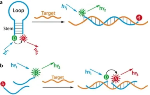 Figure 2.10 Common designs for FRET hybridization probes.  a. Standard MB; b. Standard BP