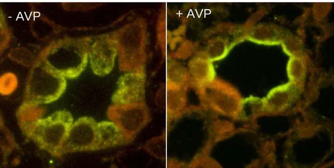 Figure A.V. 3. Localisation de l’AQP2 avant et après traitement par la vasopressine. 