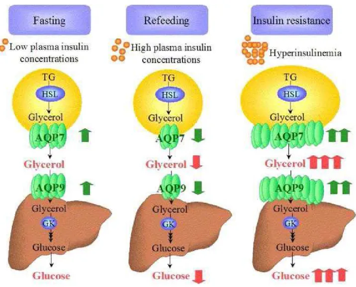 Figure A. V. 6. Implication des AQPs 7 et 9 dans le métabolisme du glycérol. (Rodriguez,  Catalan et al