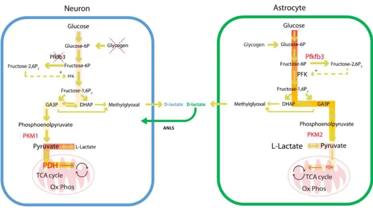 Figure I.5 : Métabolisation du glucose dans les neurones et les astrocytes. (Figure adaptée de  Magistretti et al., 2015)