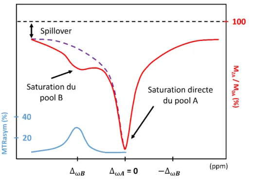 Figure III.8 : Exemple de Z-spectrum et MTRasym  t pi ue d’u   od le à deu   o pa ti e ts